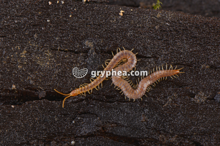 Géophile - gryphea.com